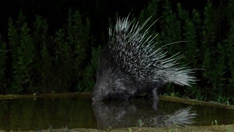 indian crested porcupine is drinking at night from a natural spring