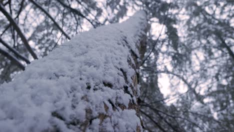 Cerca-De-La-Corteza-De-Los-árboles-Cubiertos-De-Nieve-En-Un-Paisaje-Forestal-De-Invierno