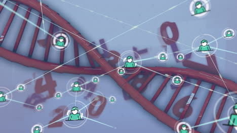 animación de redes de conexiones y procesamiento de datos sobre cadenas de adn sobre fondo blanco