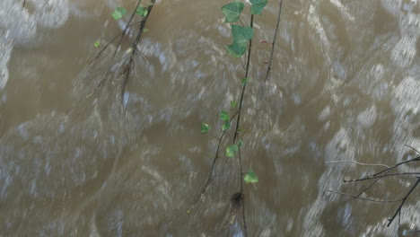 Muddy-water-rushes-by-as-bubbles,-ivy-and-branches-move-across-surface
