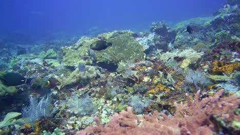 camera-flying-over-a-reef-full-of-color-and-life