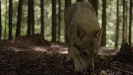 a wolfhound sniffs in the forest