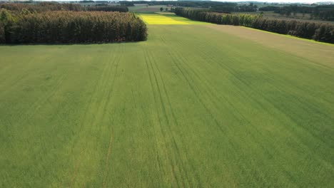 drone flight over ripening green grain bathed in the sun