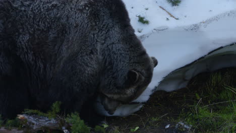 a fearsome brown grizzly bear nibbles food off the ground on a cold, winter's day