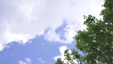 mirando hacia arriba los árboles que soplan en el viento con el cielo azul