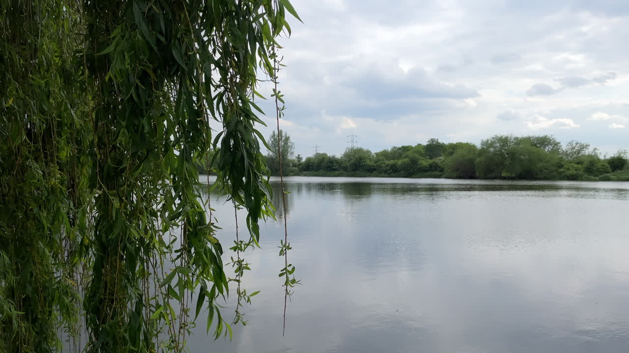 A Willow tree sways in the breeze over a still lake on a cloudy day