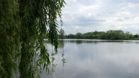 a willow tree sways in the breeze over a still lake on a cloudy day