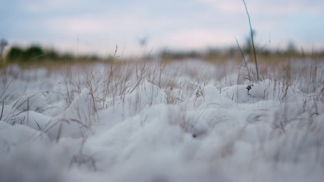 winter field snowbound meadow. frozen dried grass covered snow close up.