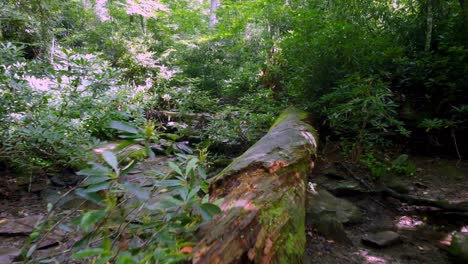 Bach-Von-Blue-Blue-Parkway