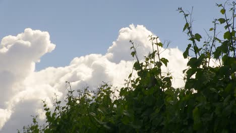 Weinreben-Auf-Großer-Weinfarm