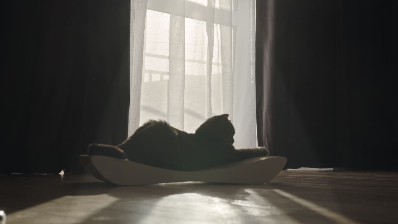 고양이가 창문 에서 휴식을 취하고 있다