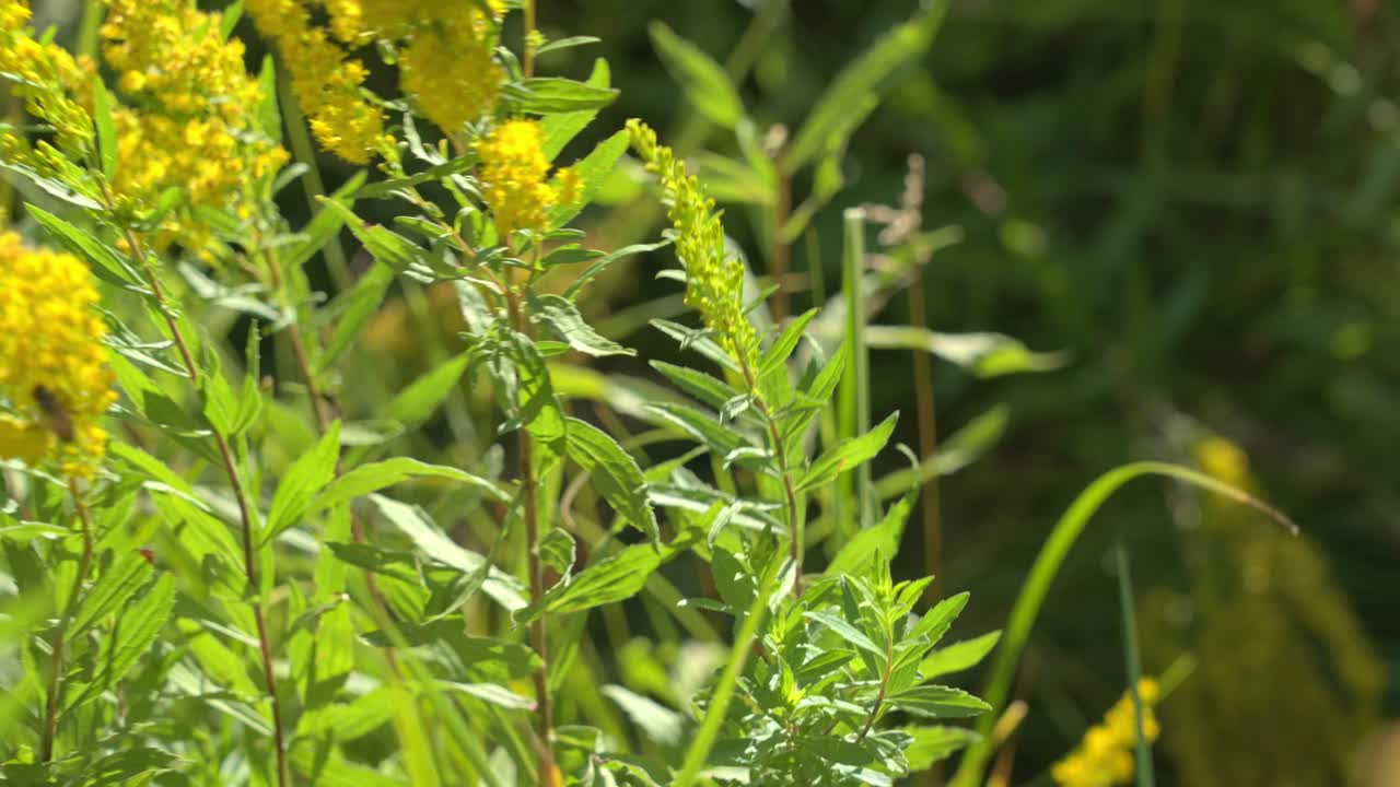 Bee actively pollinating a yellow flower on a breezy day. The flower sways in the wind as the bee collects nectar, highlighting the resilience and beauty of nature in motion,