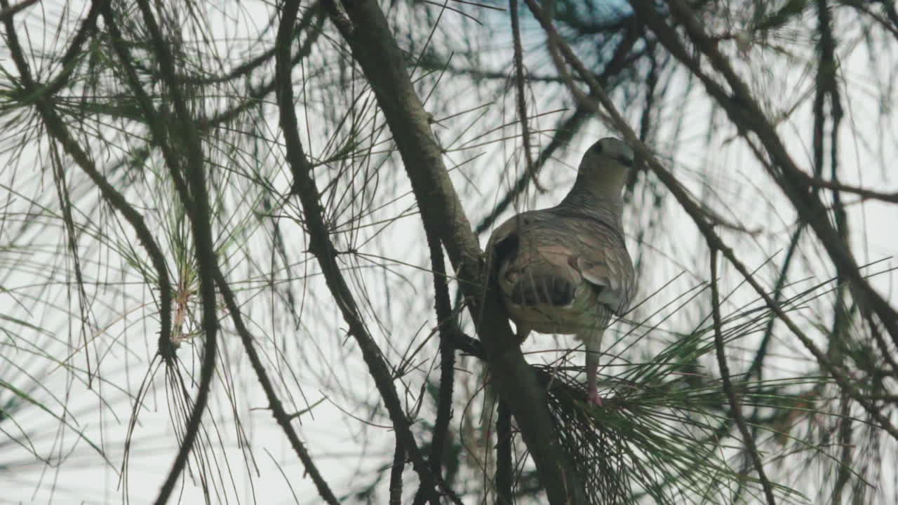 Roller Bird Rolinha looking for food on the tree.