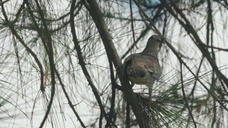 roller bird rolinha looking for food on the tree.