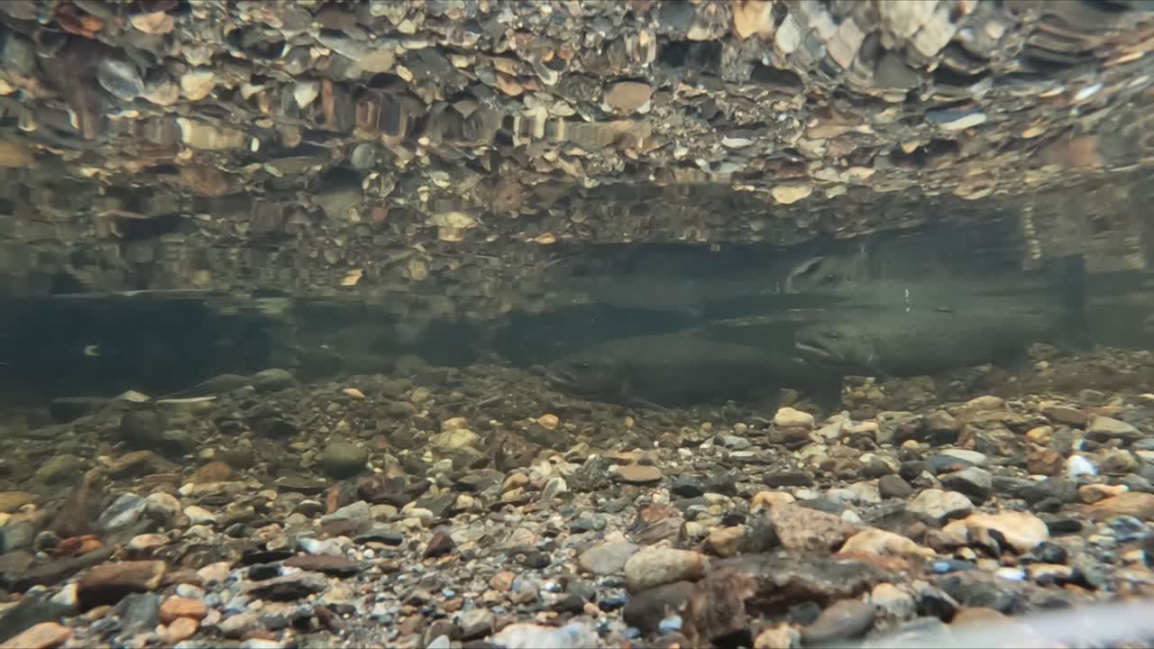 Vista ravvicinata subacquea di due trote di mare maschio che competono per una femmina durante la stagione di riproduzione autunnale
