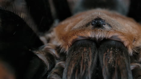 panning macro of red knee tarantula from mexico