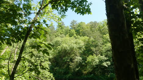 Relaxing-nature-scene,-overlooking-calm-river,-tilt-down