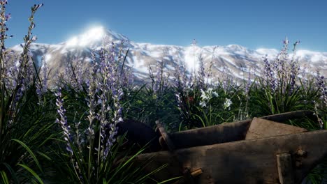 campo de lavanda con cielo azul y cubierta de montaña con nieve