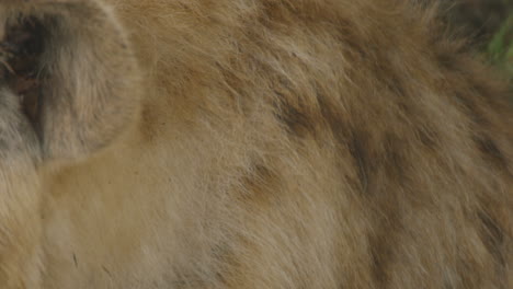 close up of a hyena`s head