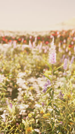 beautiful purple flower in a field of wildflowers