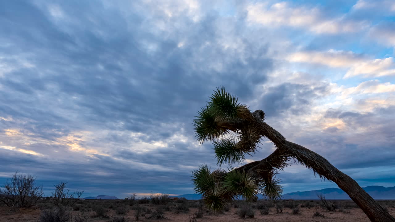 Mojave Desert with a Joshua tree in the foreground and an overcast sky cloudscape overhead at dusk - time lapse