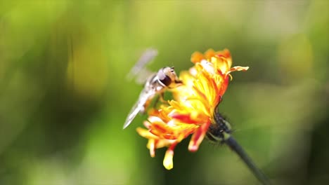 wasp collects nectar from flower crepis alpina