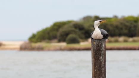 bird perched on post near water