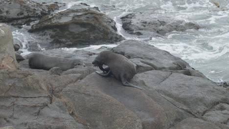 un león marino rascándose la cabeza en nueva zelanda