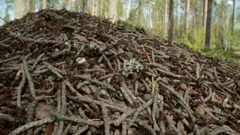 Wild ant hill in the forest super macro close-up shot