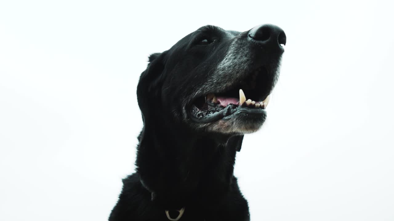 A close up shot of a happy black Labrador dog