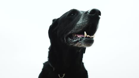 A-close-up-shot-of-a-happy-black-Labrador-dog