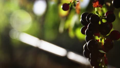 close-up of red wine grapes