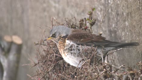 Fieldfare-close-up-on-cotoneaster-bush