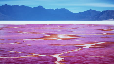 beautiful view of pink lake on summer day