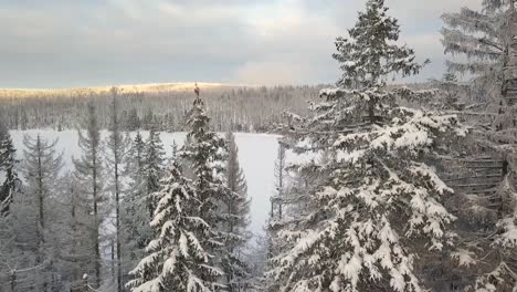 Green-branches-of-a-large-narrow-pine-tree-partly-covered-with-a-layer-of-snow-with-a-frozen-lake-in-the-background-in-the-Harz-Mountains-in-Germany