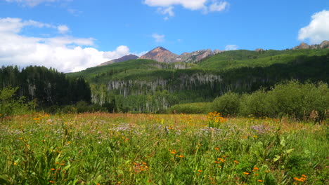 cámara lenta cinematográfica deslizador a la izquierda brisa colorida colorado verano flor silvestre y árbol de álamo bosque kebler paso cresta butte gunnison impresionante montañas rocosas paisaje picos del valle cielo azul nubes