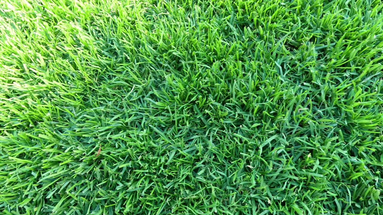 vista de cerca de la hierba verde exuberante