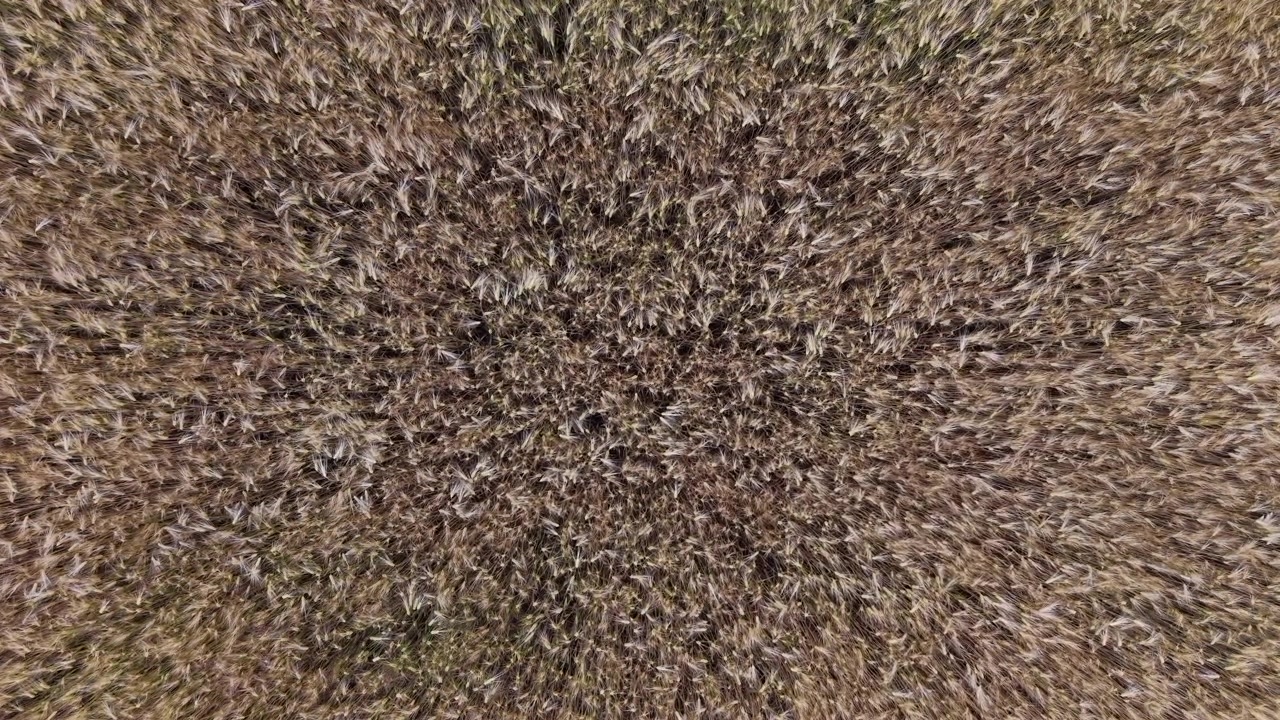 Veduta aerea di un campo di grano dorato nell'Ungheria rurale che mostra la fitta trama del grano maturo prima del raccolto.