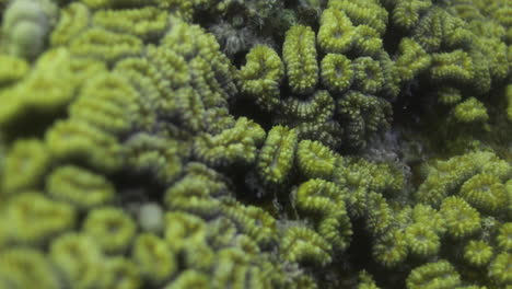 ''dipsastraea speciosa'' es una especie de coral pétreo colonial de la familia merulinidae