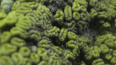 ''dipsastraea speciosa'' is a species of colonial stony coral in the family merulinidae