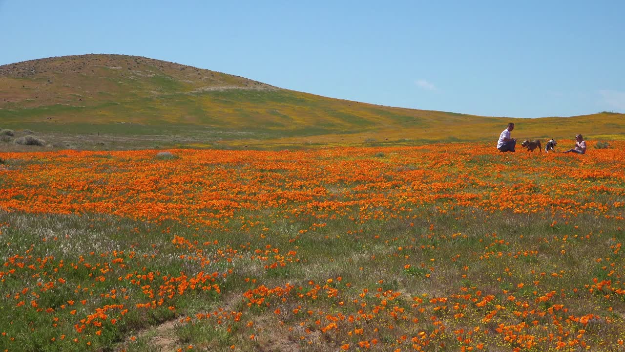 한 커플이 캘리포니아 양귀비 야생화의 거대한 들판에 앉아 있다