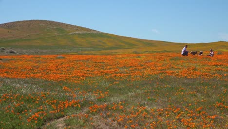 Una-Pareja-Se-Sienta-En-Un-Enorme-Campo-De-Flores-Silvestres-De-Amapola-De-California