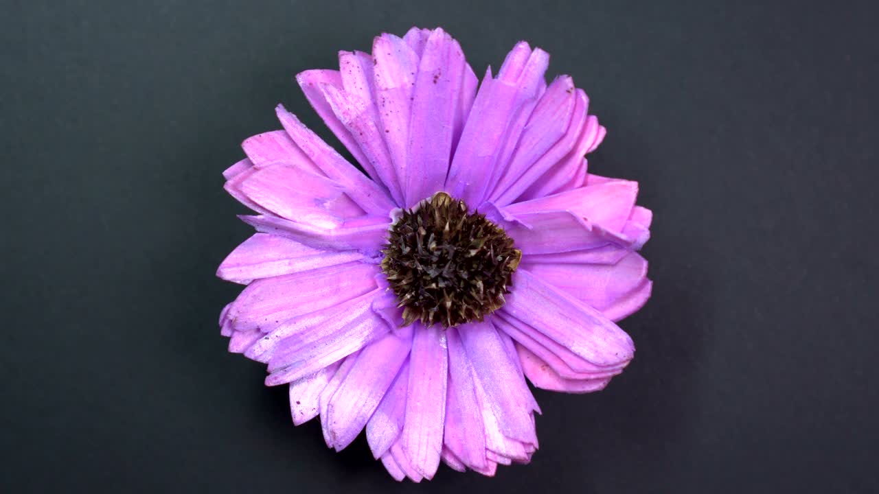 la flor del cosmos de color lila gira lentamente sobre un fondo negro giratorio.