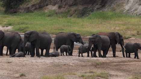 a large group of elephants standing in a riverbed with young calves rolling in the sand, tanzania