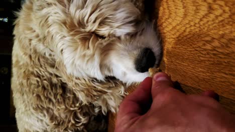 sleeping puppy smells treat and wakes up to eat a snack - blonde cocker spaniel dog sniffs a biscuit and devours the food from a hand