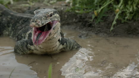 giant lizard asian water monitor slow motion in water