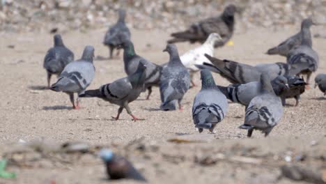 Vögel-Fressen-Verschmutztes-Müllfutter-Vom-Strand-An-Der-Carter-Road,-Mumbai,-Indien