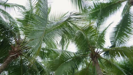 Hermosas-Palmeras-Tropicales-Vista-De-ángulo-Bajo-Con-Rotación-De-Vacaciones