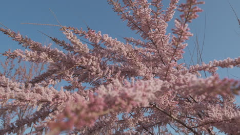 cercis siliquastrum or judas tree blooming in spring