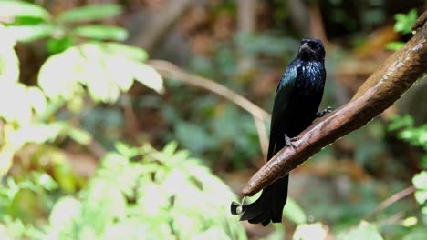 Encaramado-En-Una-Rama-Con-Agua-Fluyendo-Mientras-La-Cámara-Se-Aleja,-Drongo-Dicrurus-Hottentottus-Con-Cresta-De-Pelo,-Tailandia